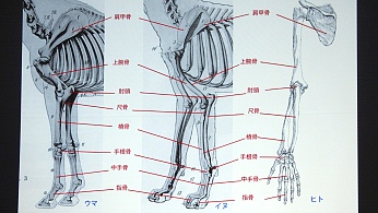 GCC'17レポート：ガチャピンやピカチュウの骨格は？　ゲーム業界における美術解剖学の活用法