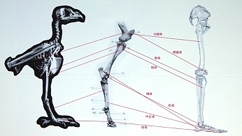 GCC'17レポート：ガチャピンやピカチュウの骨格は？　ゲーム業界における美術解剖学の活用法